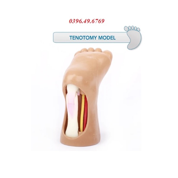 MÔ HÌNH THỰC HÀNH THỦ THUẬT CẮT GÂN GÓT CHÂN NHI KHOA