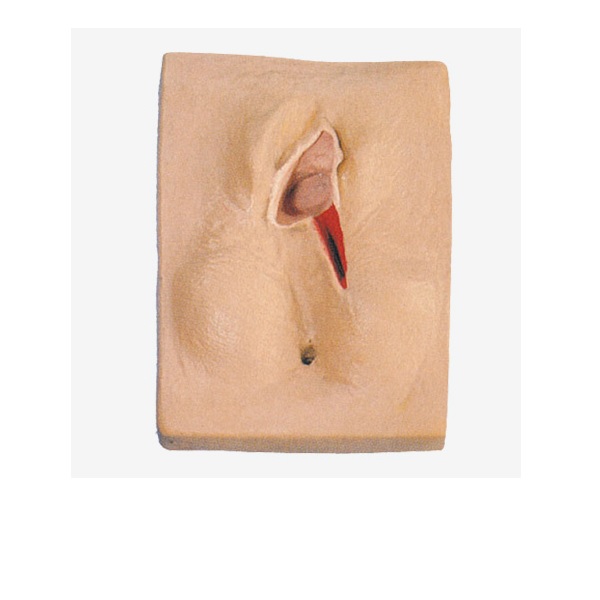 MÔ HÌNH THỰC HÀNH CẮT KHÂU TẦNG SINH MÔN GD/F3B