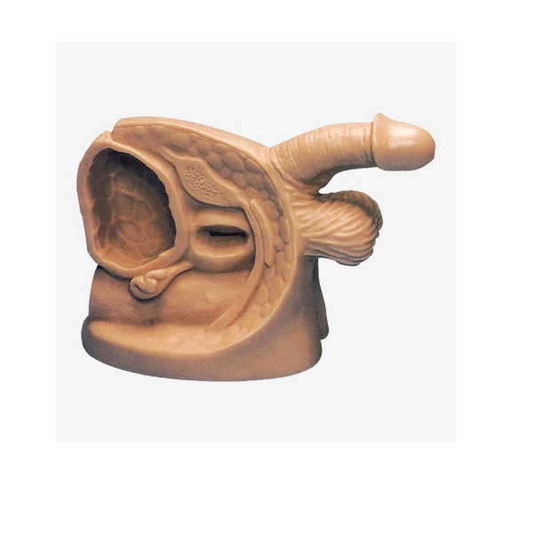 MÔ HÌNH THỰC HÀNH THÔNG TIỂU NAM GD/H18E