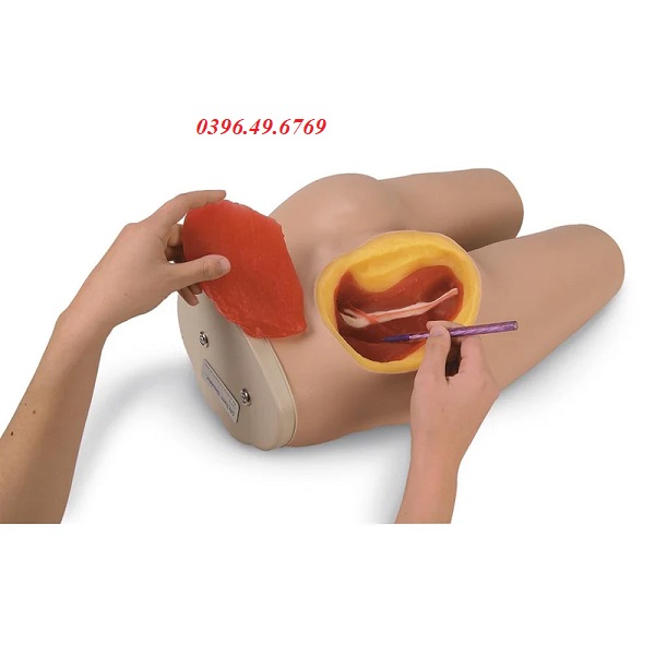 MÔ HÌNH TIÊM BẮP MÔNG LF00961 NASCO