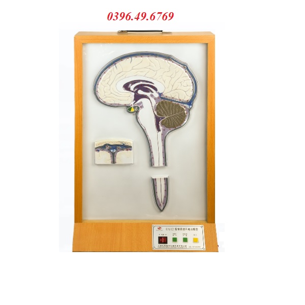 MÔ HÌNH TUẦN HOÀN DỊCH NÃO TUỶ MODEL GD/A18221