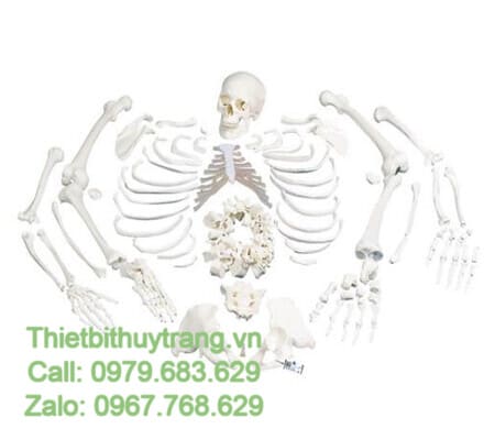 MÔ HÌNH BỘ XƯƠNG NGƯỜI THÁO RỜI – 1020157–3B Scientific