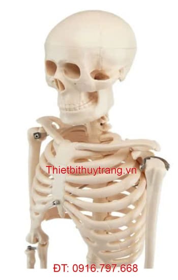 Mô Hình Bộ Xương Người Tháo Rời Nasco SB48602