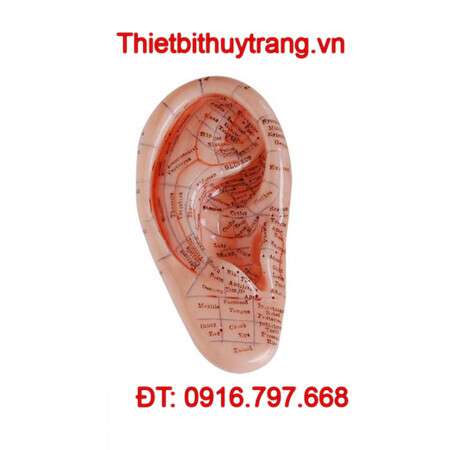 MÔ HÌNH CHÂM CỨU TAI NGƯỜI 12CM TT-514B