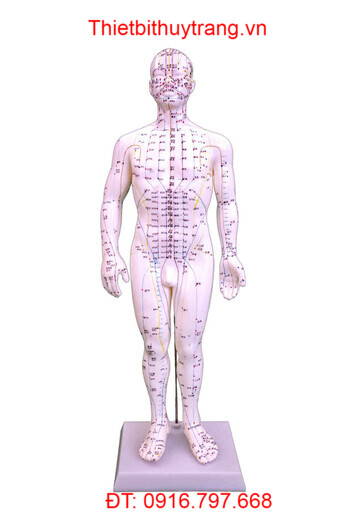 MÔ HÌNH CHÂM CỨU HUYỆT ĐẠO TOÀN THÂN NAM 50CM