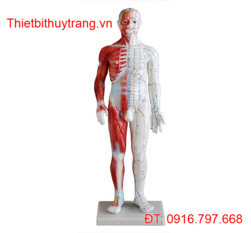 MÔ HÌNH CHÂM CỨU HUYỆT VỊ CƠ BẮP NAM 60CM