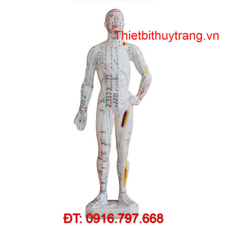 MÔ HÌNH CHÂM CỨU NGƯỜI TOÀN THÂN 26CM TT-506