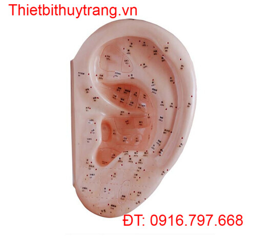 MÔ HÌNH CHÂM CỨU TAI NGƯỜI 40CM