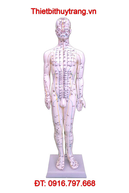 MÔ HÌNH CHÂM CỨU TOÀN THÂN 60CM TT-518