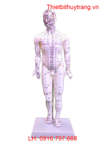 MÔ HÌNH CHÂM CỨU TOÀN THÂN NỮ 48CM TT-504