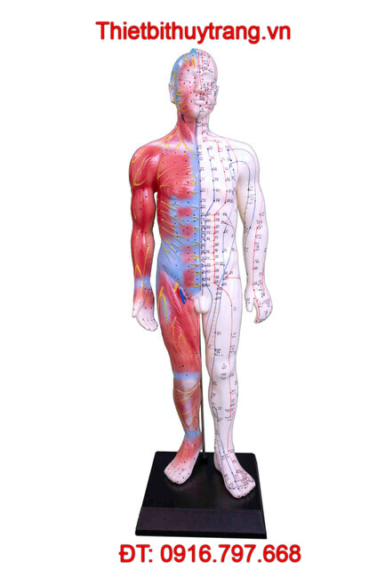 MÔ HÌNH CHÂM CỨU VÀ CƠ BẮP NGƯỜI TOÀN THÂN 55CM TT-517A