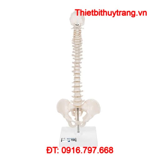 MÔ HÌNH CỘT SỐNG LINH HOẠT THU NHỎ CÓ THỂ THÁO RỜI 3B SCIENTIFIC 1000043