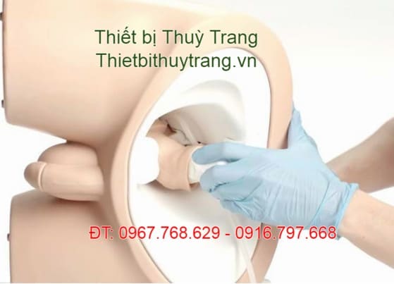 Mô hình đào tạo khám trực tràng cho nam chất lượng cao Limbs & Things