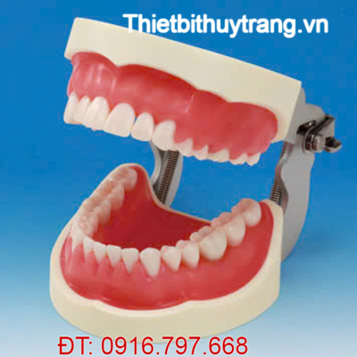 MÔ HÌNH ĐÀO TẠO VỆ SINH RĂNG MIỆNG NHA CHU SRP NISSIN