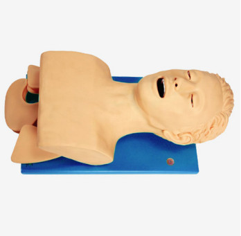 MÔ HÌNH ĐẶT NỘI KHÍ QUẢN NGƯỜI LỚN BÁN THÂN GDJ5S