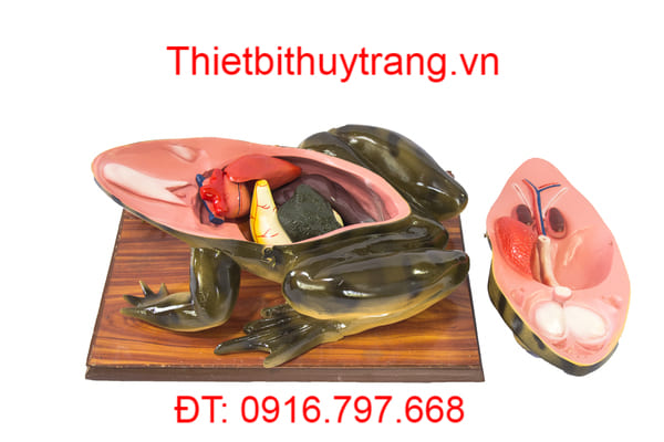 Mô Hình Ếch Đồng Phóng Đại