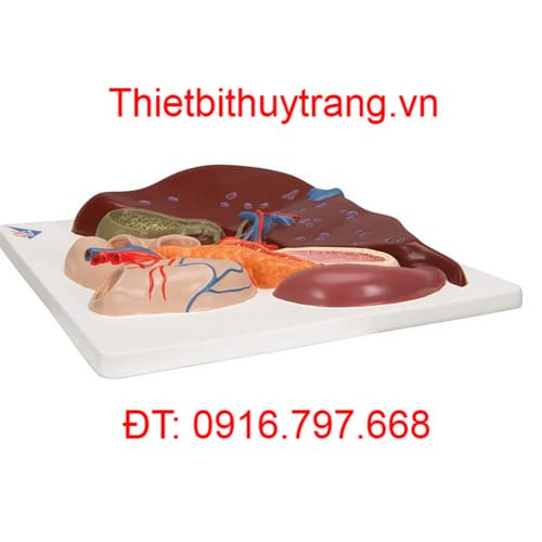 Mô Hình Gan Với Túi Mật Tuyến Tá Tuỵ Lách 1008550 3B Scientific