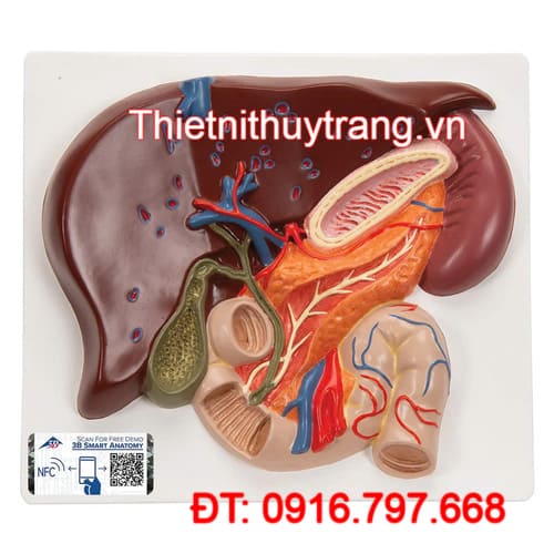 MÔ HÌNH GAN VỚI TÚI MẬT TUYẾN TÁ TUỴ LÁ LÁCH 1008550 3B SCIENTIFIC
