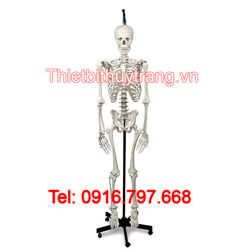 MÔ HÌNH GIẢI PHẪU BỘ XƯƠNG NGƯỜI NASCO KÍCH THƯỚC THẬT LA00174
