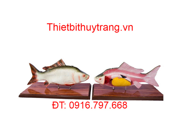 MÔ HÌNH GIẢI PHẪU CÁ CHÉP