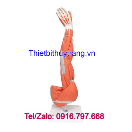 Mô Hình Giải Phẫu Cánh Tay Cơ Bắp 6 Phần 3B Scientific 1000015