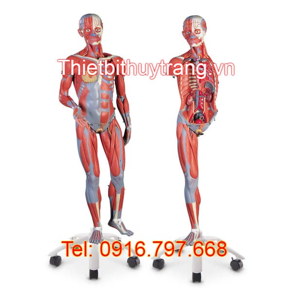 MÔ HÌNH GIẢI PHẪU CẤU TẠO CƠ TOÀN THÂN NAM NỮ 45 PHẦN SB41424 NASCO