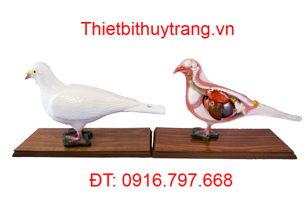 MÔ HÌNH GIẢI PHẪU CHIM BỒ CÂU
