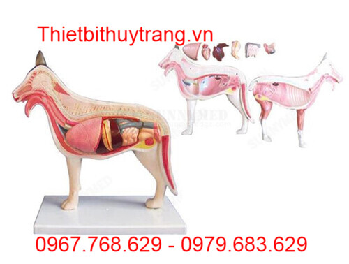 MÔ HÌNH GIẢI PHẪU CHÓ