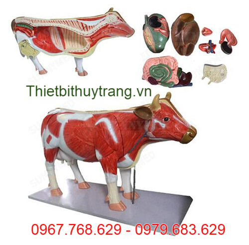 MÔ HÌNH GIẢI PHẪU CƠ THỂ BÒ