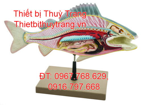 MÔ HÌNH GIẢI PHẪU CƠ THỂ CÁ