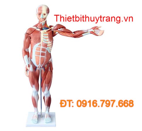 MÔ HÌNH GIẢI PHẪU CƠ THỂ NGƯỜI CAO 80CM VỚI CƠ QUAN NỘI TẠNG
