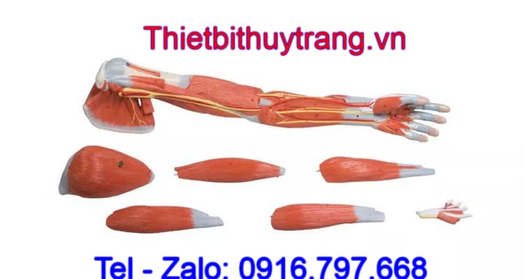 Mô Hình Giải Phẫu Cơ Xương Khớp Cánh Tay Erler Zimmer