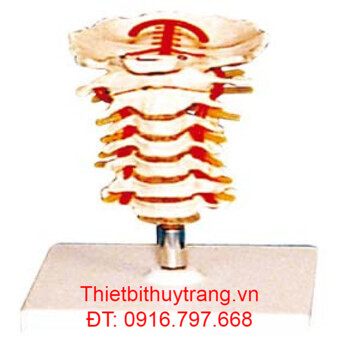 MÔ HÌNH GIẢI PHẪU ĐỐT SỐNG CỔ GD/A11107