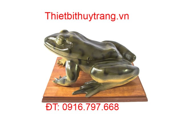 MÔ HÌNH GIẢI PHẪU ẾCH ĐỒNG PHÓNG ĐẠI