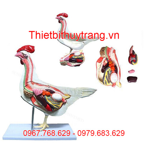 MÔ HÌNH GIẢI PHẪU GÀ