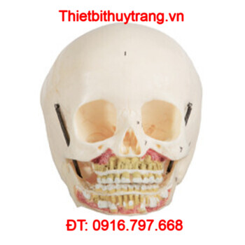 MÔ HÌNH GIẢI PHẪU HỘP SỌ TRẺ EM GD/A11114