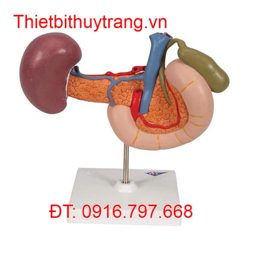 Mô Hình Giải Phẫu Khối Tá Tuỵ 1000309 3B Scientific