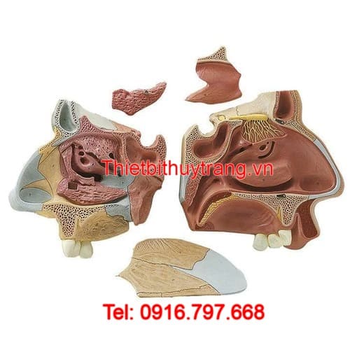 Mô Hình Giải Phẫu Mũi Somso 5 Phần