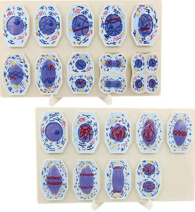 Mô hình giải phẫu nguyên phân 9 phần