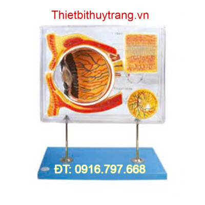 MÔ HÌNH GIẢI PHẪU NHÃN CẦU MẮT PHÓNG ĐẠI GD/A17106