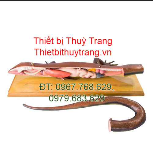 MÔ HÌNH GIẢI PHẪU THẰN LẰN