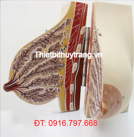 Mô Hình Giải Phẫu Tuyến Vú Phụ Nữ