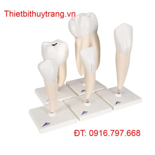 Mô Hình Giảng Dạy Răng Người 5 Mô Hình Hãng 3B Scientific 1017588