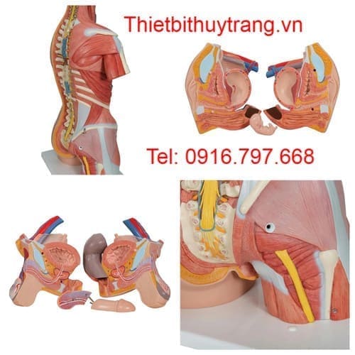 Mô Hình Hệ Cơ Bán Thân 31 Phần Nội Tạng Tháo Rời 3B 1000203