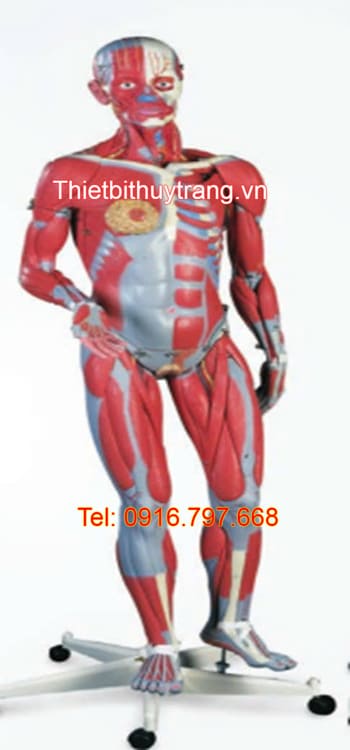 Mô hình hệ cơ cơ bắp toàn thân nam nữ 45 phần Nasco SB41424