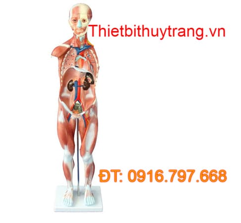 Mô hình hệ cơ toàn thân 80CM với nội tạng 27 phần
