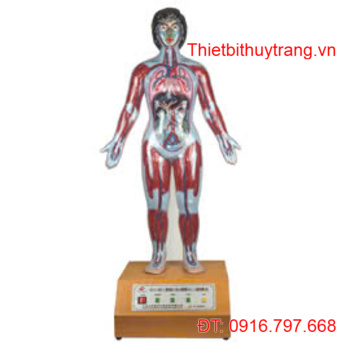 MÔ HÌNH HỆ TUẦN HOÀN VÀ HỆ HÔ HẤP ĐIỆN TỬ GD/A16005/2