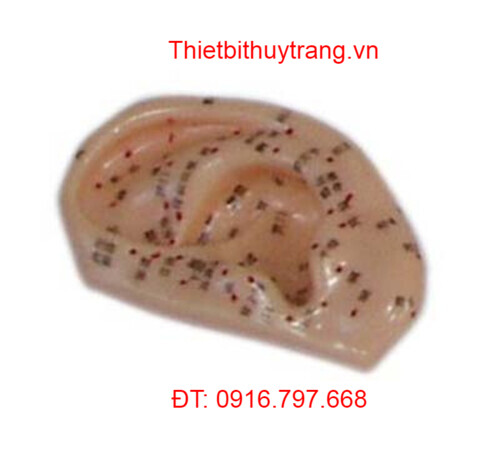 MÔ HÌNH HUYỆT ĐẠO CHÂM CỨU TAI NGƯỜI TỈ LỆ 11