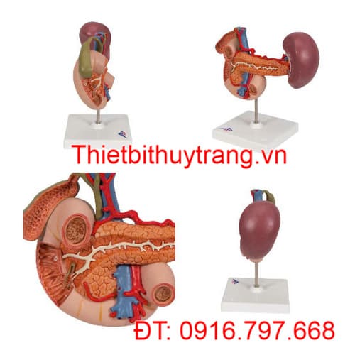 Mô Hình Khối Tá Tuỵ 3B Scientific