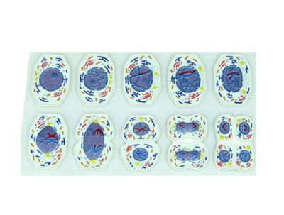 MÔ HÌNH MEIOSIS PHÂN CHIA TẾ BÀO ĐỘNG VẬT 10 BỘ PHẬN